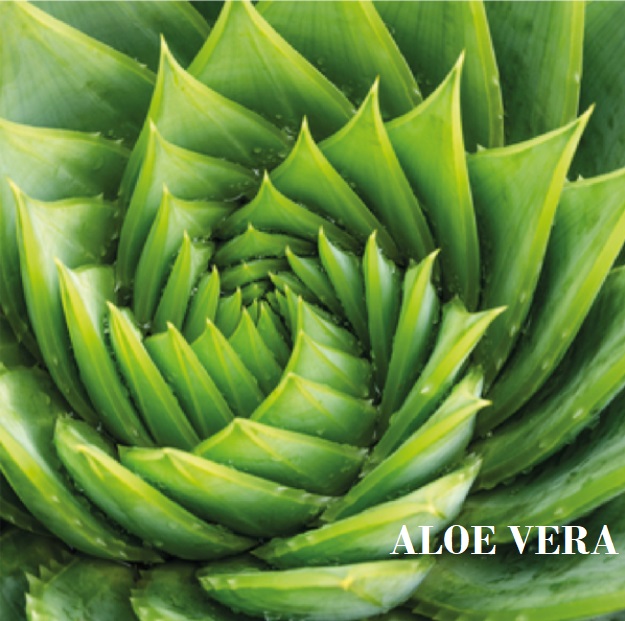 aloe vera aloe vera