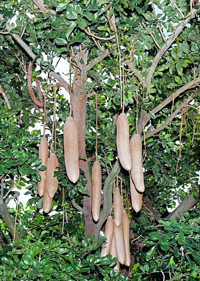 Arbre de kigelia keneya Arbre de kigelia keneya