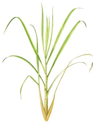 ca citronnelle de java puressentiel huile essentielle.png