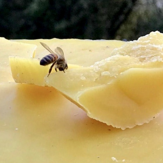cire abeille naturelle pure fraiche opercule 2018 beeswax raw recolte best quality qualite bees cire abeille naturelle pure fraiche opercule 2018 beeswax raw recolte best quality qualite bees