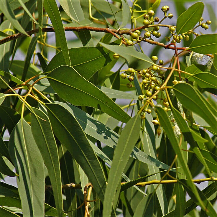 Huile essentielle d'EUCALYPTUS CITRONNE 10ml Huile essentielle d'EUCALYPTUS CITRONNE 10ml