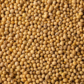 ingredient-Soja_350x
