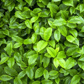ingredient-The-vert_350x
