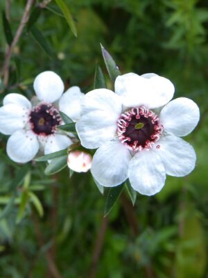 Leptospermum scoparium Détail des fleurs du Manuka